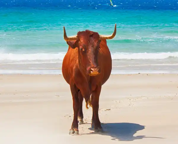 Vaca Retinta en las playas de Tarifa